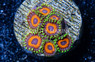 Zoa, Whammin Watermelon :: 76271