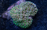 Spiny Bush :: 52106