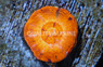 Scoly, Orange (Captive Bred) :: 44884