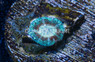 Scoly, Green  (Captive Bred) :: 77825