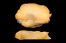Orange Gumdrop :: 55029