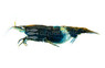 Rili Carbon 'Golden Lined' :: 83067