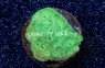 Pavona, Emerald :: 71175