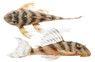 Tapajos Zebra L-270 :: 58077