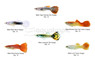 Male Guppy Select 72 pack :: 44143