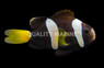 Milii Clownfish, QM Labs :: 99068