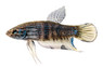 Plakat Wild Type, Male :: 21965