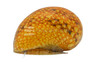Nerite Pumpkin Pink :: 55954