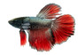 Halfmoon Black Samurai, Male :: 93965