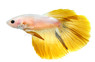 Halfmoon Dragon Snow White Yellow, Male :: 46712