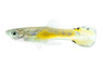 Endler's Metallic Yellow Male Guppy :: 38385