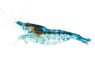 Blue-Green Stardust Golden/Orange Eye :: 96473