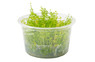 Myriophyllum 'Guyana' Cup AT :: 41586