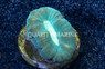 Curvata Trumpet Green :: 45525
