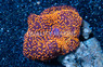 Mushroom Aussie Red Super Stellar :: 40134