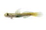 Sicyopterus Small Headed Microcephalus :: 93930