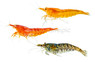 Neocaridina Jelly 'Golden/Orange Eye' Mixed :: 87327