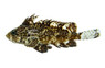 Leaf Goblinfish (VENOMOUS) :: 11734