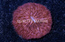 Plate Colored :: 84246