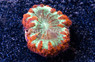 Blasto, Red w/Green Center :: 16992