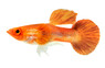 Koi Red Ear Male :: 81397