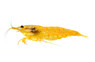 Sunkist Golden Bar :: 98234