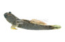 Mudskipper Asian Blue :: 80834