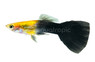 Golden Half Black Male :: 28938