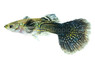 Blueberry Male :: 43446
