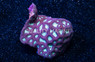 Brain, Colored :: 86627