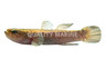 Indonesian Water Cow :: 26350