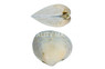 Violet Batissa :: 49033