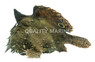 Frogfish / Anglerfish Freshwater :: 51729