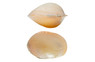 Golden Batissa :: 91704