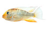 Eartheater Threadfin Heckelii Red :: 18389