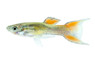 Cobra Double Sword Red Male :: 62660