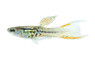 Double Sword Japanese Red Blue Male :: 89127