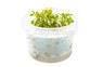 Ludwigia sphaerocarpa Cup AT :: 43270