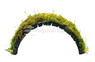 Java Moss on Coco Shell Bridge :: 68107