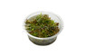 Didiplis diandra Cup AT :: 80503