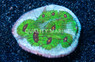 Mycedium, Avatar :: 80933