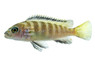 Flavus 'Chinyankwazi Island' :: 56685