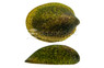 Nerite Turtle :: 10577