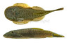 Borneo Sucker Yellow Leopard :: 28183