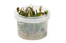 Cryptocoryne pygmaea Cup AT :: 75662