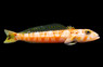 Randall's Sandhopper :: 32454