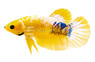 Plakat Hellboy Yellow, Male :: 36677