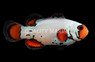 Ocellaris, Frostbite, QM Labs :: 49190