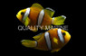 Maldives Black Pearl Clarkii Clownfish, Juvenile, QM Labs :: 14182