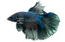Halfmoon Black Orchid, Male :: 97346